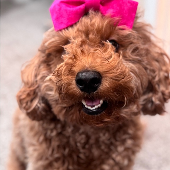 Meet your Posher, Cay - Picture 3 of 3